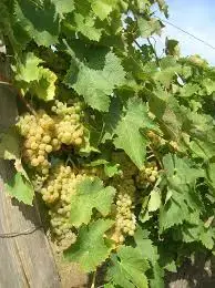 Les Ptits Fruits de la Forêt